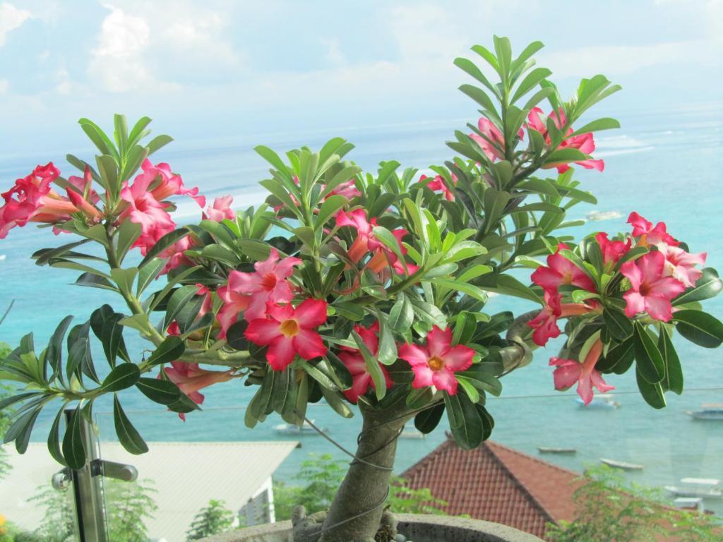Lembongan Harmony Villas Pokój zdjęcie